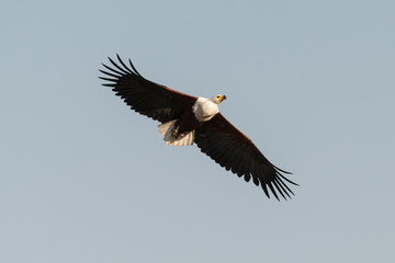 Naklejka premium Pygargue vocifère,.Haliaeetus vocifer, African Fish Eagle