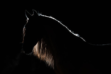 Portrait of the Spanish stallion with the dismissed mane. Silhouette light contour. Illumination...