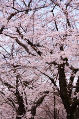 桜並木　タテ