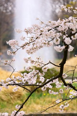 桜と噴水