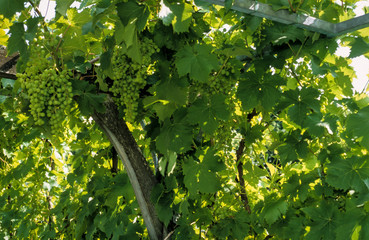 Vigne, tonnelle, raisin, variete Ampelia Amandin, Vitis vinifera