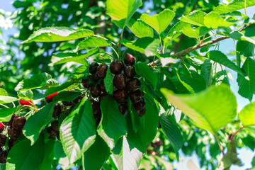 Cherry on the branch grows, ripe red cherry