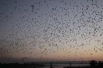 Hpa An (Hpa-An) Cave, Myanmar: Countless Bats swarming out in the evening dusk over river and bridge