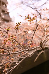 桜のつぼみ