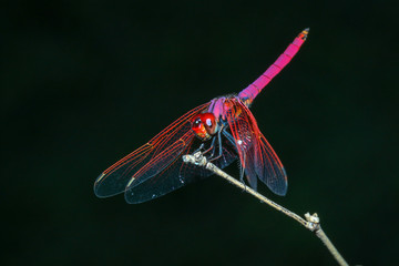 pink dragonfly on stick bamboo in forest at thailand