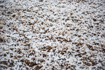 Close-up background material of winter snow-covered flora