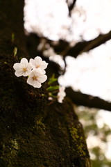 桜の小花