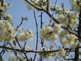Liguria, Italy – 03/31/2019: Beautiful caption of the cherry tree and other different fruit plants with first amzing spring flowers in the village and an incredible blue sky in the background. 