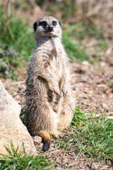 meerkat on guard