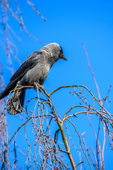 Closeup portrait of a crow sitting on a tree against the sky.