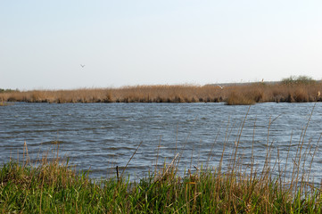 The Lake In The Nature Reserve On The Windy Day