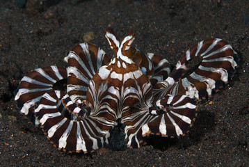 Amazing underwater world - Wunderpus octopus - Wunderpus photogenicus. Diving and underwater...