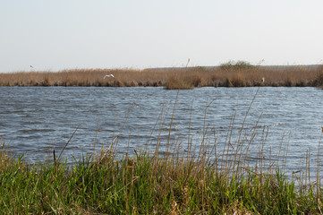 The Heron On The Lake In The Nature Reserve