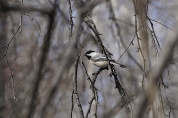 Black capped chickadee on branch