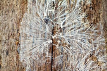fungus mycelium on damp wood board Fibroporia syn