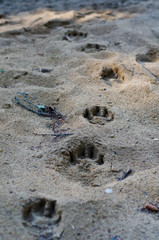 Animal Tracks in the Sand