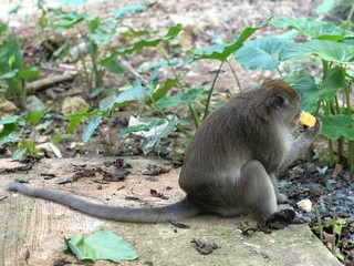 macaque eats holding something in his hands and eats food while sitting in the Park