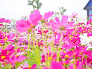 Cosmos flower  at flora park the favorite flower tourist must go to visit and take photos for keeping in memories.