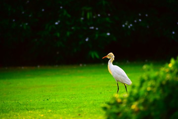 Beautiful nature and background with Little Egret