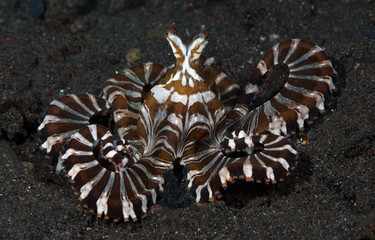 Amazing underwater world - Wunderpus octopus - Wunderpus photogenicus. Diving and underwater photography. Tulamben, Bali, Indonesai.