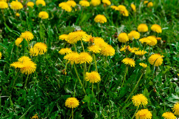 Fototapeta premium Yellow bright grass plant flower dandelion growing on ground