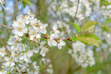 Vogel-Kirsche (Prunus avium) blüht im April.  Blühender Prunus avium Baum im Frühling.  Weiße Blüten einer Vogel-Kirsche.  - 259754548
