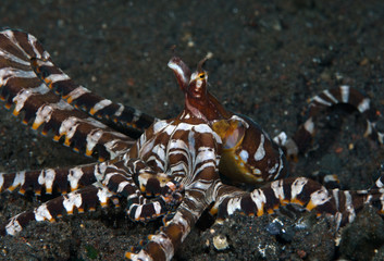 Amazing underwater world - Wunderpus octopus - Wunderpus photogenicus. Diving and underwater photography. Tulamben, Bali, Indonesai.
