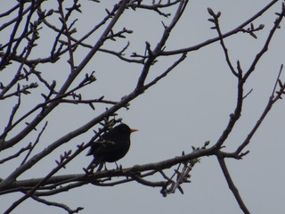 Schwarzer Vogel auf dem Baum