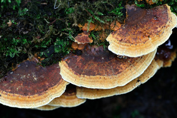 Alder Bracket fungus, Inonotus radiatus