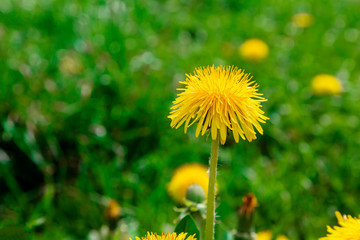 Yellow bright grass plant flower dandelion growing on ground