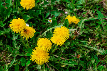 Yellow bright grass plant flower dandelion growing on ground