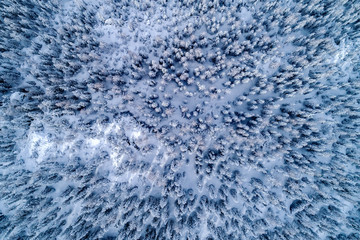 Pineta con neve fresca - vista aerea ortogonale