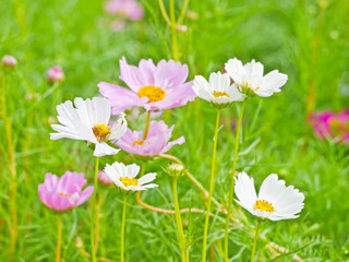 Cosmos flower  at flora park the favorite flower tourist must go to visit and take photos for keeping in memories.