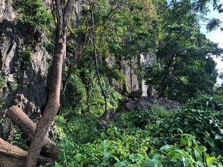 macaque sits on a branch in the jungle against a unique vertical rock on a Sunny day
