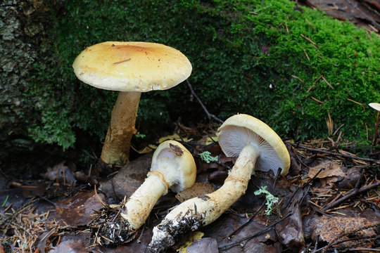 Cortinarius triumphans, also known as the birch webcap, or yellow girdled webcap