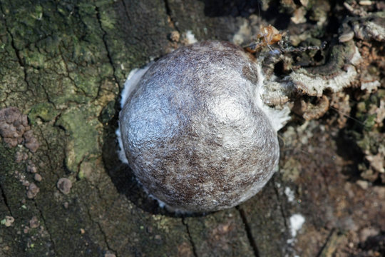 False puffball slime mold, Reticularia lycoperdon