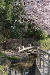 Fototapeta na wymiar 桜のある公園