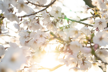 桜と夕日