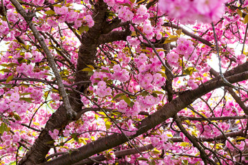 Blooming pink Japanese cherry or sakura flowers in Europe