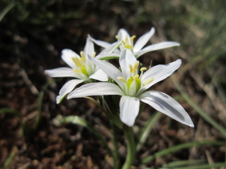fleur blanche 