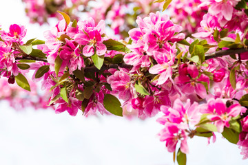 Naklejka na ściany i meble Blooming pink Japanese cherry or sakura flowers in Europe