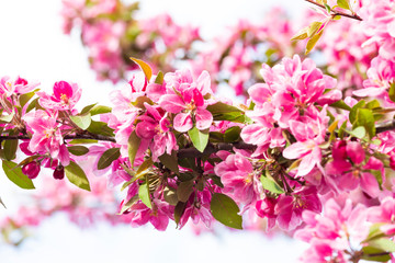 Blooming pink Japanese cherry or sakura flowers in Europe