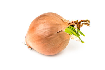 yellow onion on white background, isolate