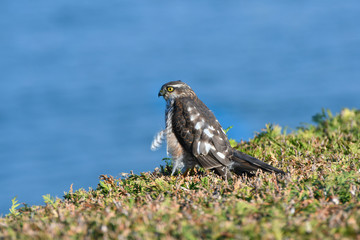 Zoology, Sparrowhawk