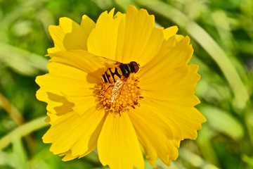 bee on yellow flower