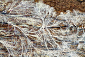 fungus mycelium on damp wood board Fibroporia syn - 259756368