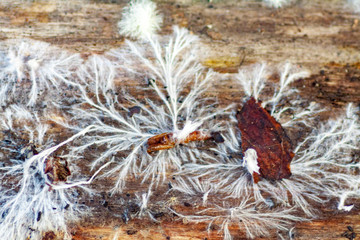 fungus mycelium on damp wood board Fibroporia syn