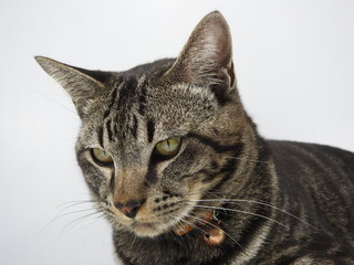 cat on white background