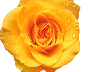 Beautiful yellow rose with water drops