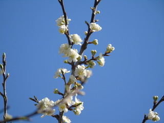 Liguria, Italy – 03/31/2019: Beautiful caption of the cherry tree and other different fruit plants with first amzing spring flowers in the village and an incredible blue sky in the background. 